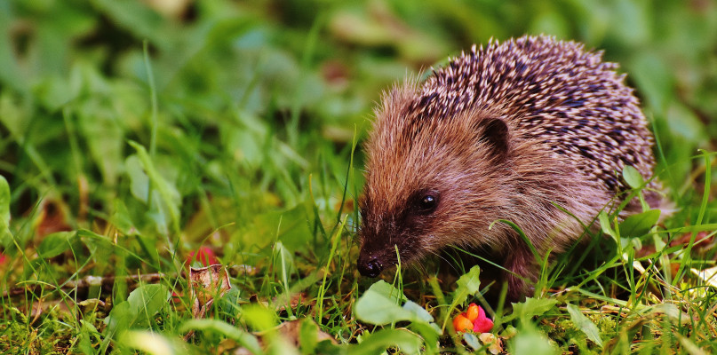 Zdjęcie poglądowe. Fot. Pexels