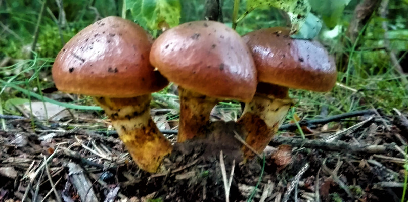 Wczoraj wieczorem w lesie koło Tłuczykąta czytelnik Gwarka znalazł maślaki