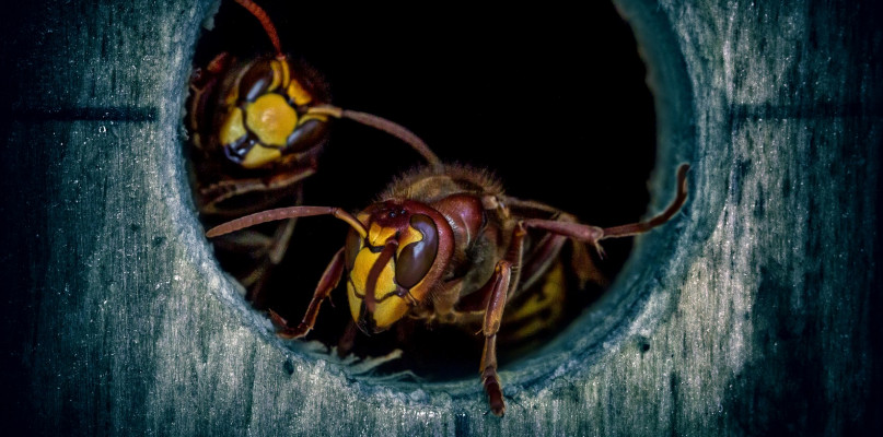 Chcąc pozbyć się gniazda os czy szerszeni sami możemy spowodować ich atak. Fot. Pixabay