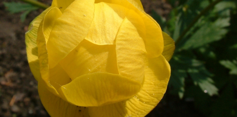 Ginący łan pełnika europejskiego. Zostały tu ostatnie sztuki