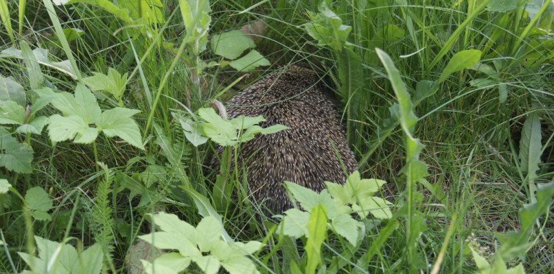 Równo skoszony trawnik z punktu widzenia kolczastego ssaka jest mało atrakcyjny. Nie znajdzie tu ani schronienia, ani pożywienia. Fot. Alicja Jurasz