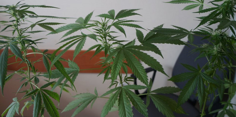 Seniorka z Bytomia miała w mieszkaniu imponującą hodowlę konopi indyjskich. Fot. KMP w Bytomiu 