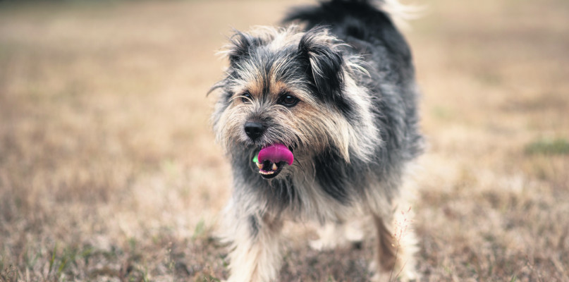 Emi - jeden z bohaterów poprzedniej edycji plebiscytu