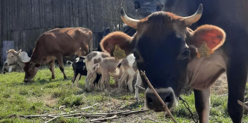 Fot. Archiwum gospodarstwa