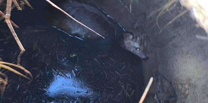 Fot. Info Express, nadesłane przez czytelniczkę Faustynę