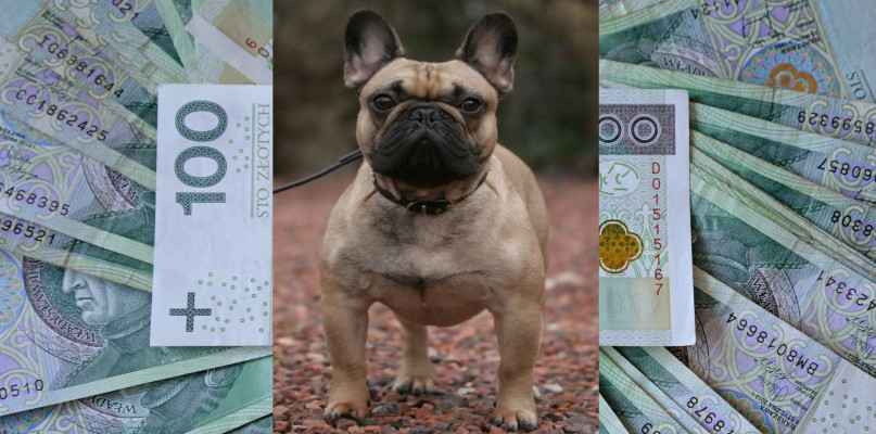 Fot. Archiwum własne/Wikipedia