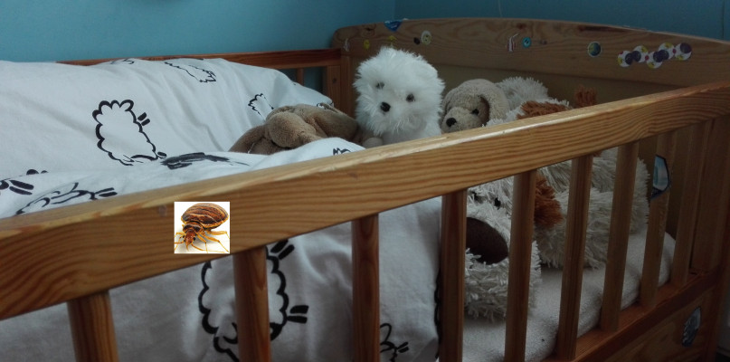 To nic przyjemnego znaleźć pluskwę w dziecięcym łóżeczku czy wśród zabawek