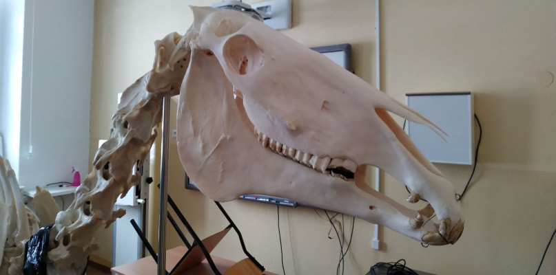 Fot. Archiwum szkoły