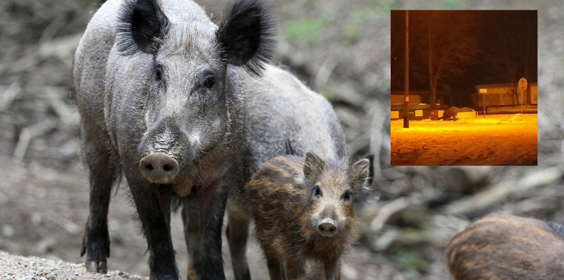 Fot. pixabay.com/SPI Społeczna Piekarska Inicjatywa