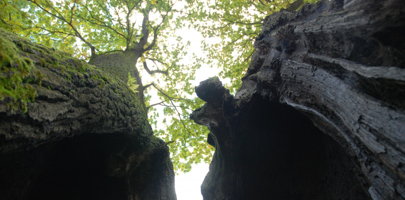 Dąb w Truszczycy. Fot. Jarosław Myśliwski