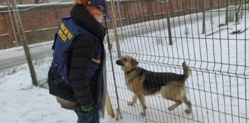 Ten pies w nocy zamarznie! Finał interwencji na Wodociągowej