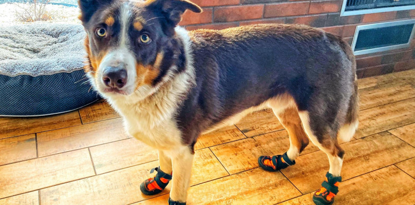 Fot. Grupa Poszukiwawczo-Ratownicza OSP Orzech