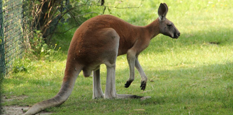 Fot. OM Piekary Śląskie