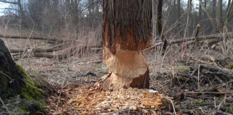 Fot. Wojciech Herzog