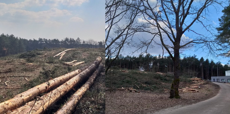 Fot. Nasz Kokotek/E. Sokołowska