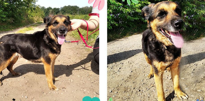 Lana nie miała łatwego życia. Już po pierwszym spotkaniu wzbudza sympatię. Może znajdzie nowy dom? Fot. Archiwum stowarzyszenia