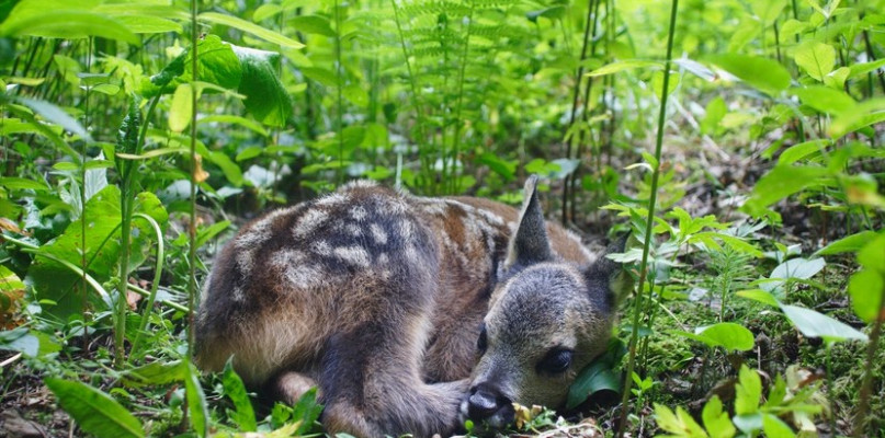 Fot. Lasy Państwowe 