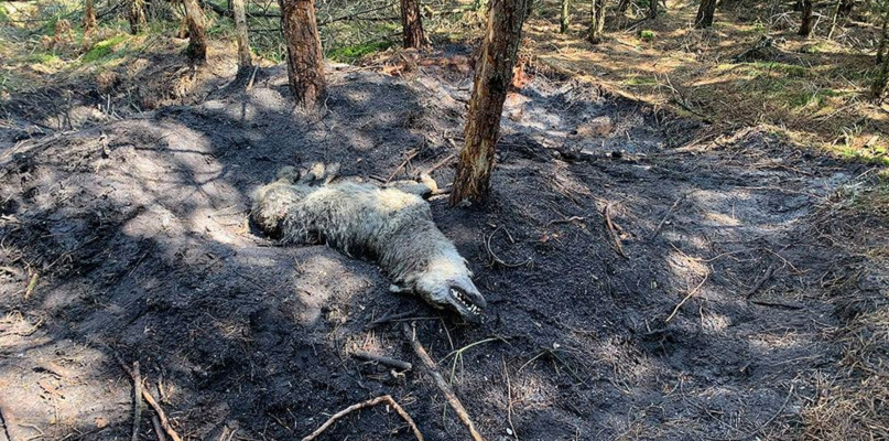 Fot. www.facebook.com/SDNWILK/