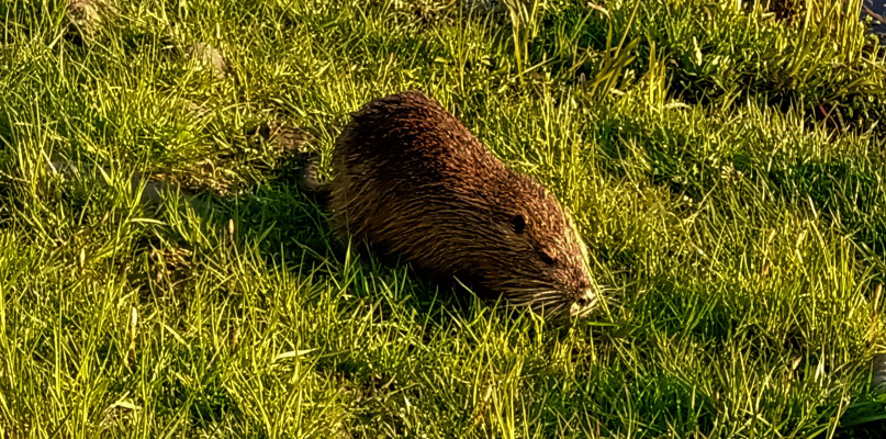 Żyjące w stawach w Zielonej nutrie, przywykły do obecności ludzi. Nie uciekają, można je zobaczyć pływające przy brzegu czy żerujące. Fot. Jarosław Myśliwski