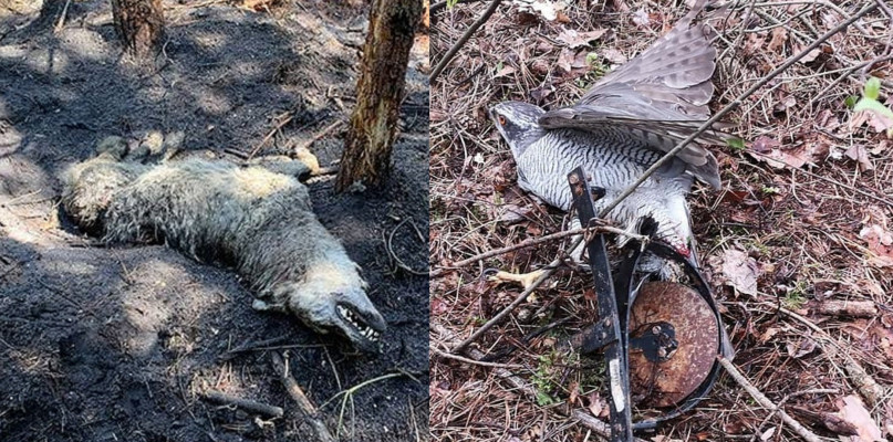 Fot. Stowarzyszenie dla Natury Wilk/OSP Potępa 