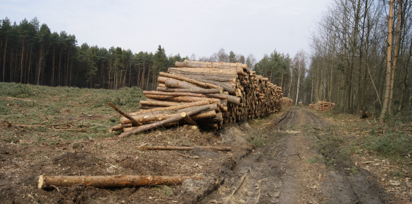 W czasie debat w Tarnowskich Górach, Brynku i Potępie będzie można dowiedzieć się, gdzie planowane są wycinki. Fot. Alicja Jurasz