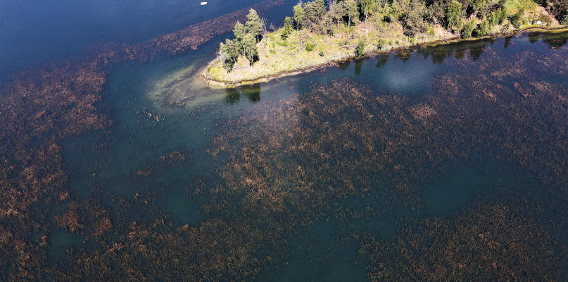 Sezon kąpielowy się zaczyna, a zalew Nakło-Chechło zarasta wodorostami. Fot. Jarosław Myśliwski