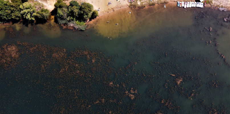 Zalew Nakło-Chechło zarasta wywłócznikiem. Fot. Jarosław Myśliwski