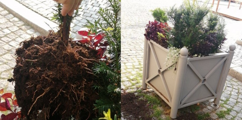 Komu przeszkadzała miejska zieleń w Tarnowskich Górach? Fot. UM w Tarnowskich Górach 