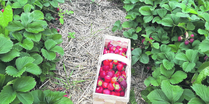 Za kilogram zebranych własnoręcznie truskawek płacono 5 zł. Zjedzone na polu owoce były gratis. Fot. Archiwum prywatne 