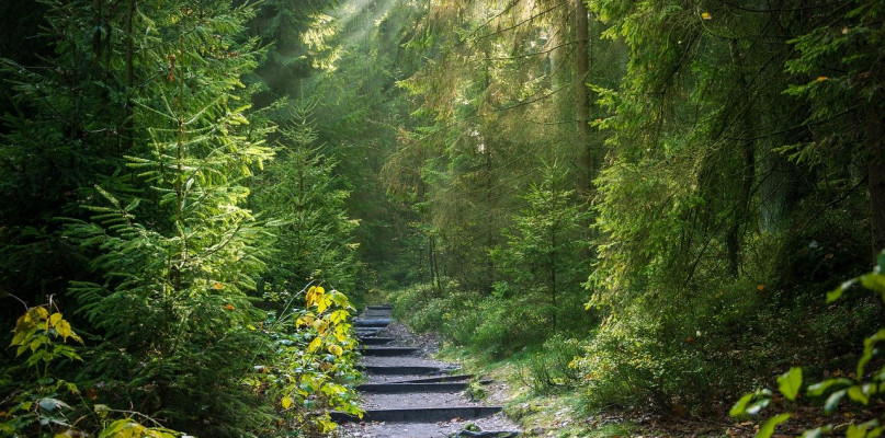 Podobno chodzi o dom, budynek gospodarczy oraz ok. 30 ha ziemi przy ul. Lubocz. Fot. Pixabay.com