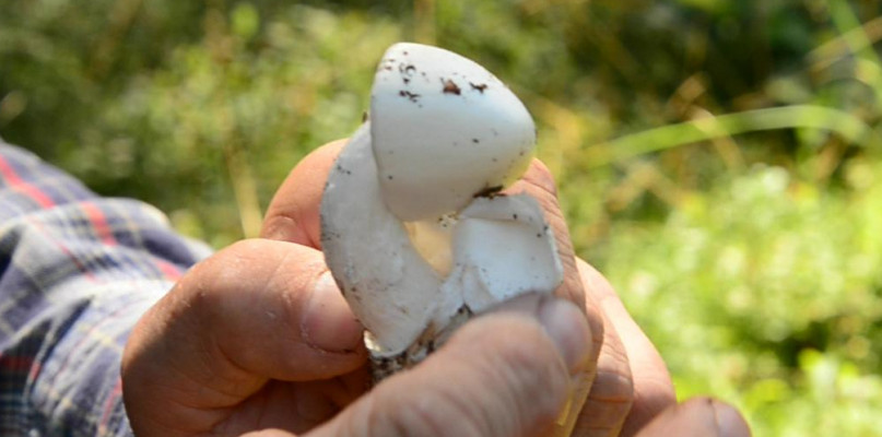 Muchomor jadowity. - Mały grzyb potrafi uśmiercić całą rodzinę - mówi Justyn Kołek. Fot. Jarosław Myśliwski