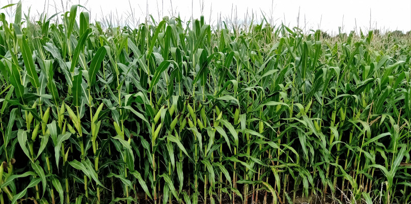 Tarnowskie Góry. 6-latek zgubił się w polu kukurydzy. Fot. Jarosław Myśliwski