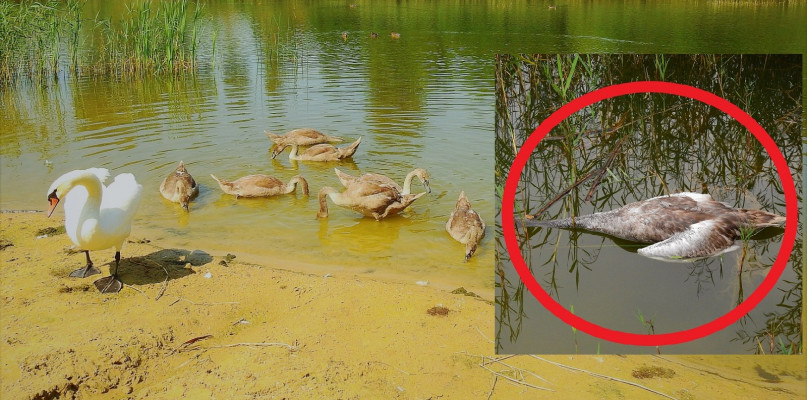 Z licznego stada zostało kilka ptaków. Fot. Archiwum prywatne  