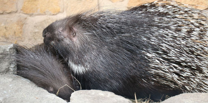 Jeżozwierz. Czy rzeczywiście to symbol wolności? Miasteczko ma zwierzę pod opieką. Fot. Śląskie Zoo