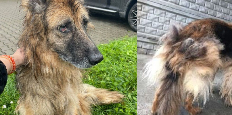 Zdaniem przedstawicieli azylu, zagrożone było zdrowie psa. Fot. Archiwum Cichego Kąta