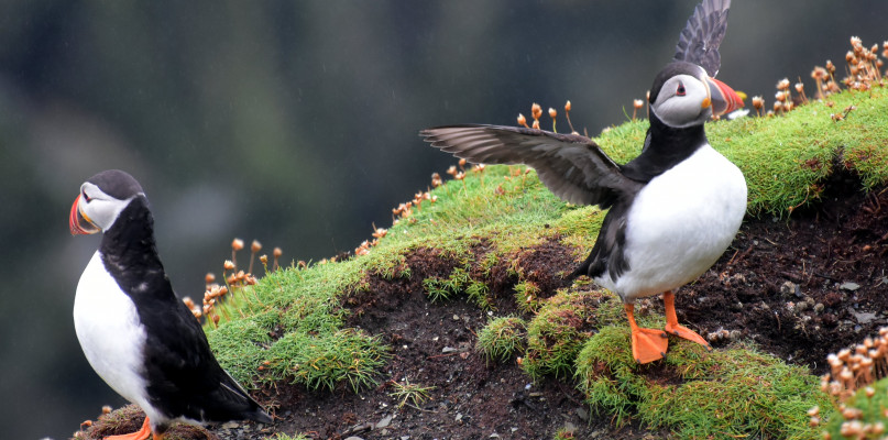  Tym razem tematem będą Szetlandy, a o swojej wyprawie opowie Aleksandra Cebo. Fot. Archiwum prywatne 