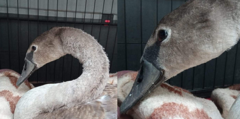 Po stawie w Ziemięcicach pływał łabędź z uszkodzonym skrzydłem. Fot. OTOZ Animals Inspektorat Gliwice 