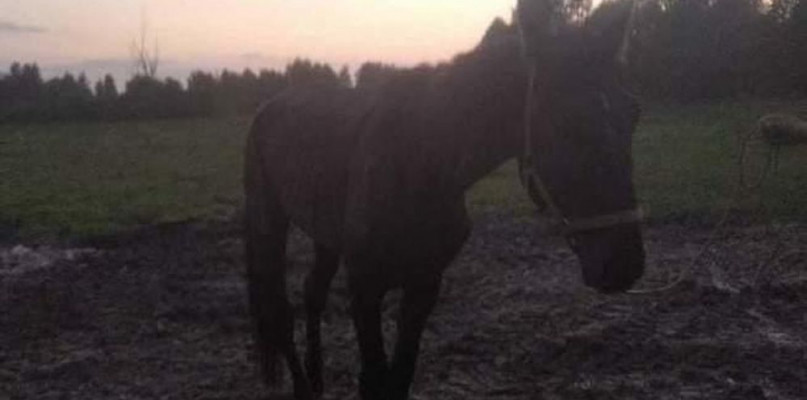 Marcyś. Zdjęcie z portalu ratyjemyzwierzaki.pl