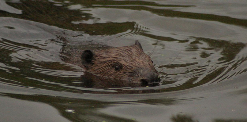 Za szkody wyrządzone przez bobry płaci Skarb Państwa. fot. Archiwum RDOŚ 