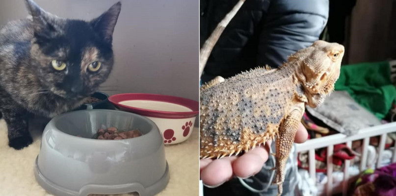 Kot i jaszczurka pozostawione same sobie w mieszkaniu. Fot. Archiwum TOZ Bytom 