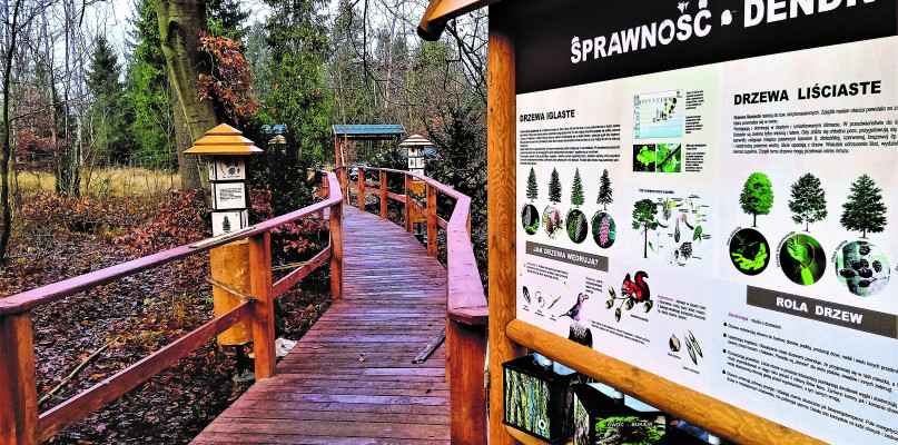 Kalety. Ścieżka do Cisa Donnermarcka.  Fot. Jarosław Myśliwski