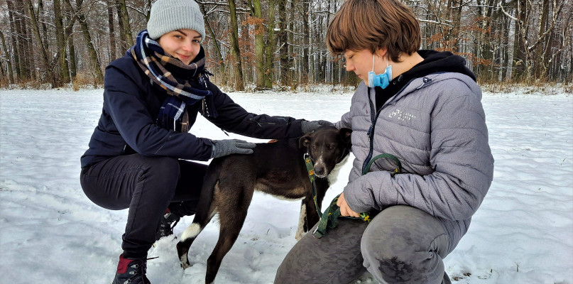 Psy z Miedar nie potrafią się doczekać spaceru. Fot. Karol Trzeciak