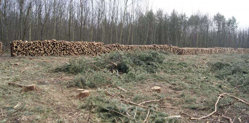 Wycinki mają wzrosnąć o 60 proc. Fot. Archiwum Gwarka 