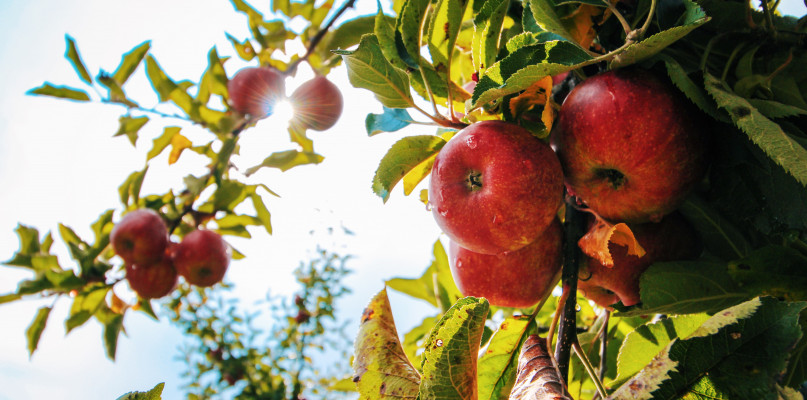 Zdjęcie poglądowe, Pexels