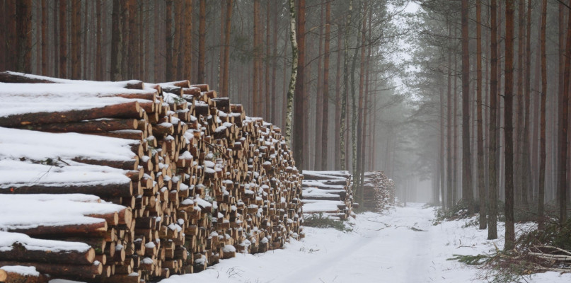 Wycinki mają wzrosnąć o 60 proc. Fot. Canva.com