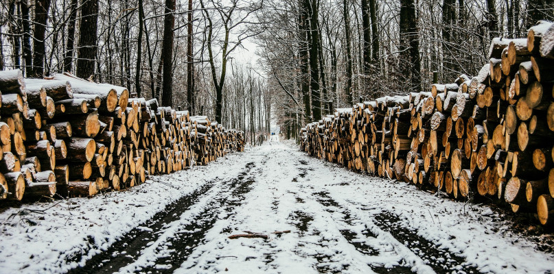 Nie mam wątpliwości co do tego, że głównym celem gospodarki leśnej jest pozyskiwanie drewna, a nie tworzenie na potęgę rezerwatów i parków narodowych.Fot. Pixabay