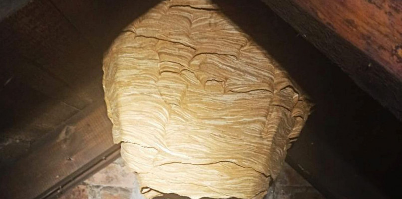 OSP Tworóg brało udział w usuwaniu wielkiego gniazda szerszeni. Fot. OSP Tworóg