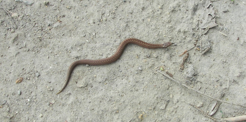 Żmija zygzakowata jest jedynym jadowitym gatunkiem węża w Polsce i jest objęta ochroną prawną. Fot. Archiwum ŚOB