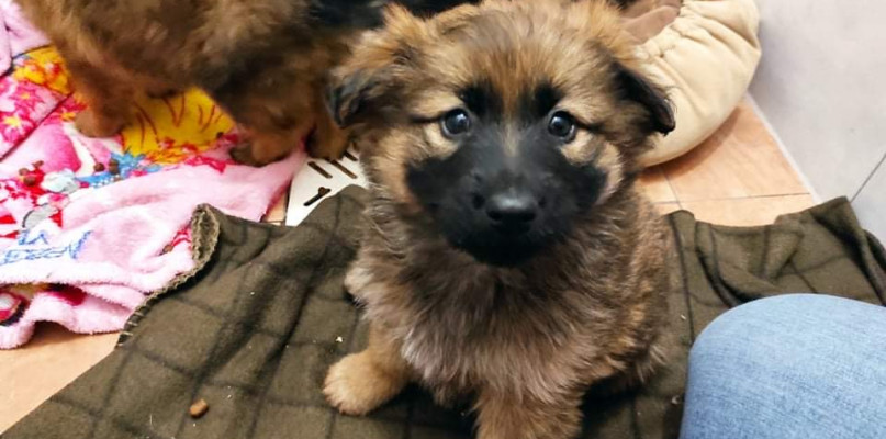 Celem jest budowa pomieszczenia dla szczeniaków w schronisku w Miedarach. Fot. Archiwum organizatorów 