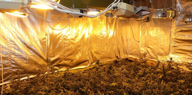 W Radzionkowie zlikwidowano nielegalną plantację konopi indyjskich. Fot. Archiwum KPP w Tarnowskich Górach 